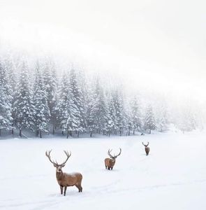 Meet your Posher, Chantal